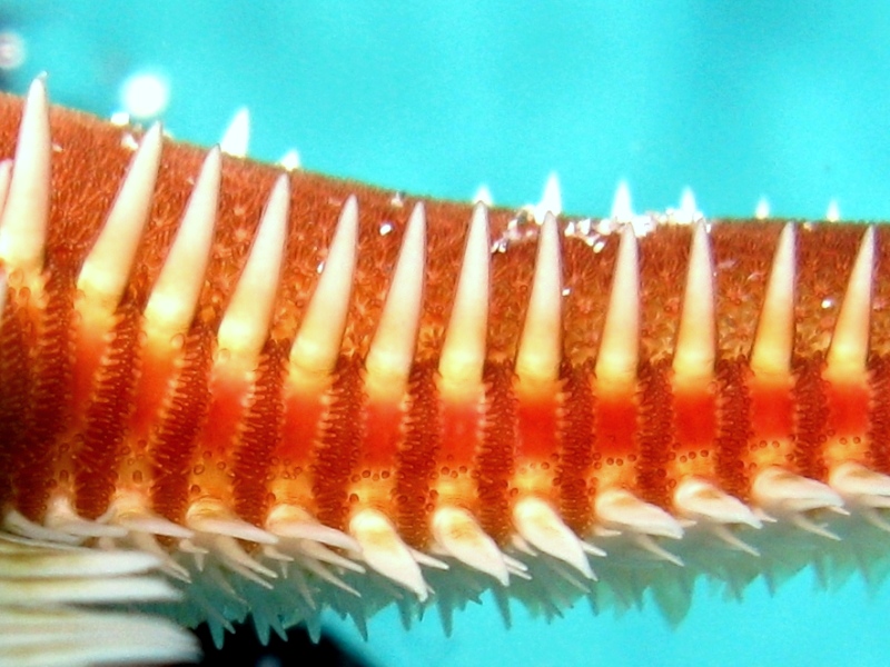 Astropecten bispinosus (Otto, 1823)